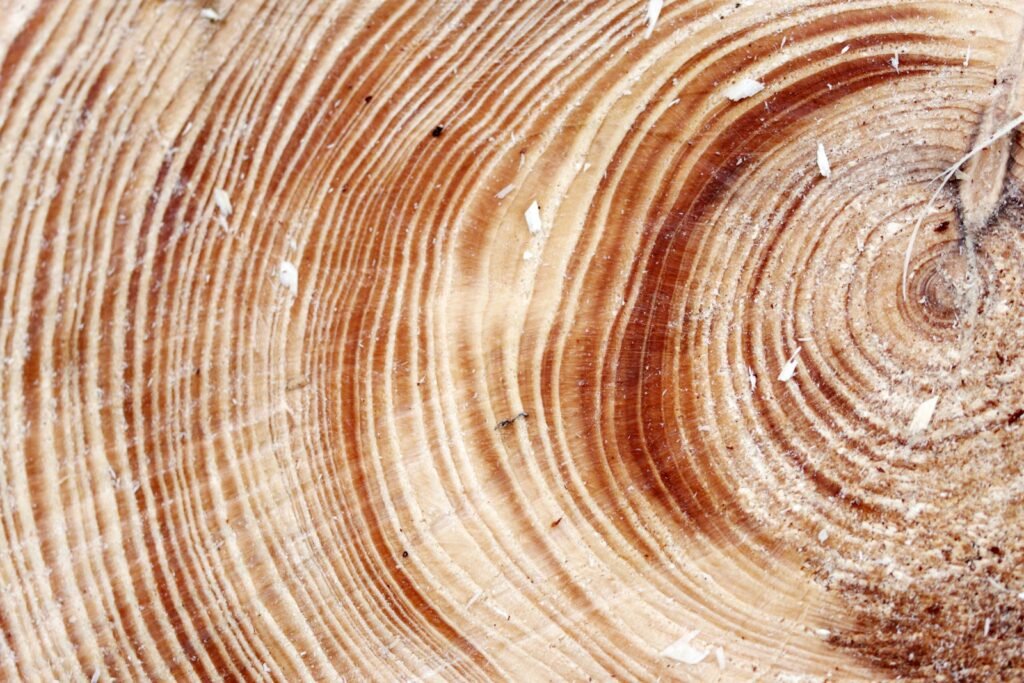 Growth rings in a tree trunk, representing SEO that compounds over years
